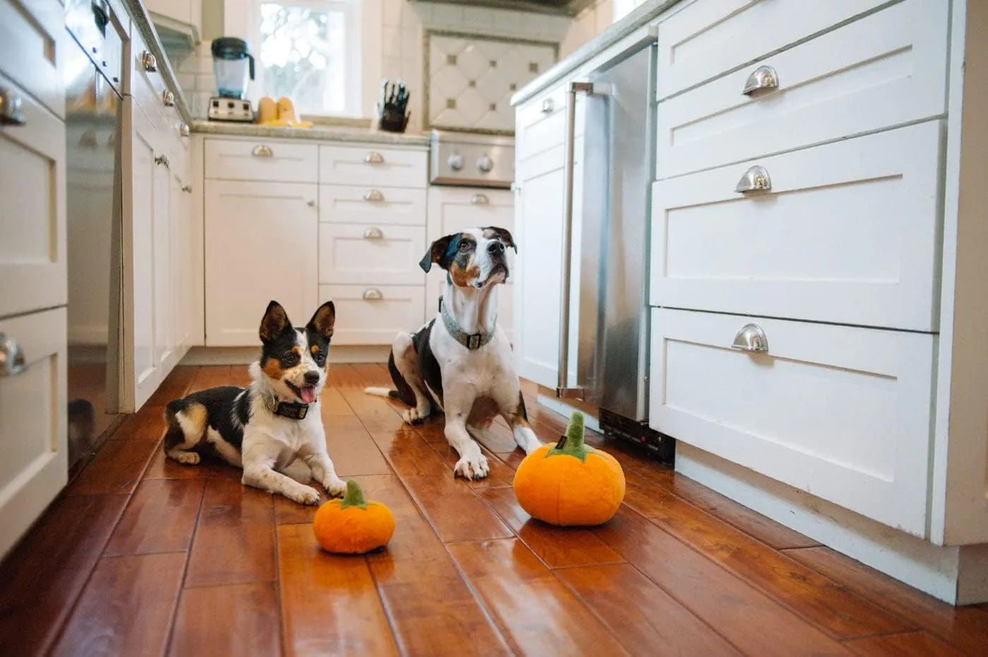 P.L.A.Y. PET LIFESTYLE AND YOU P.L.A.Y. Garden Fresh Plush Dog Toys - Garden Themed Toys, Great for All Dogs, Multiple Sizes