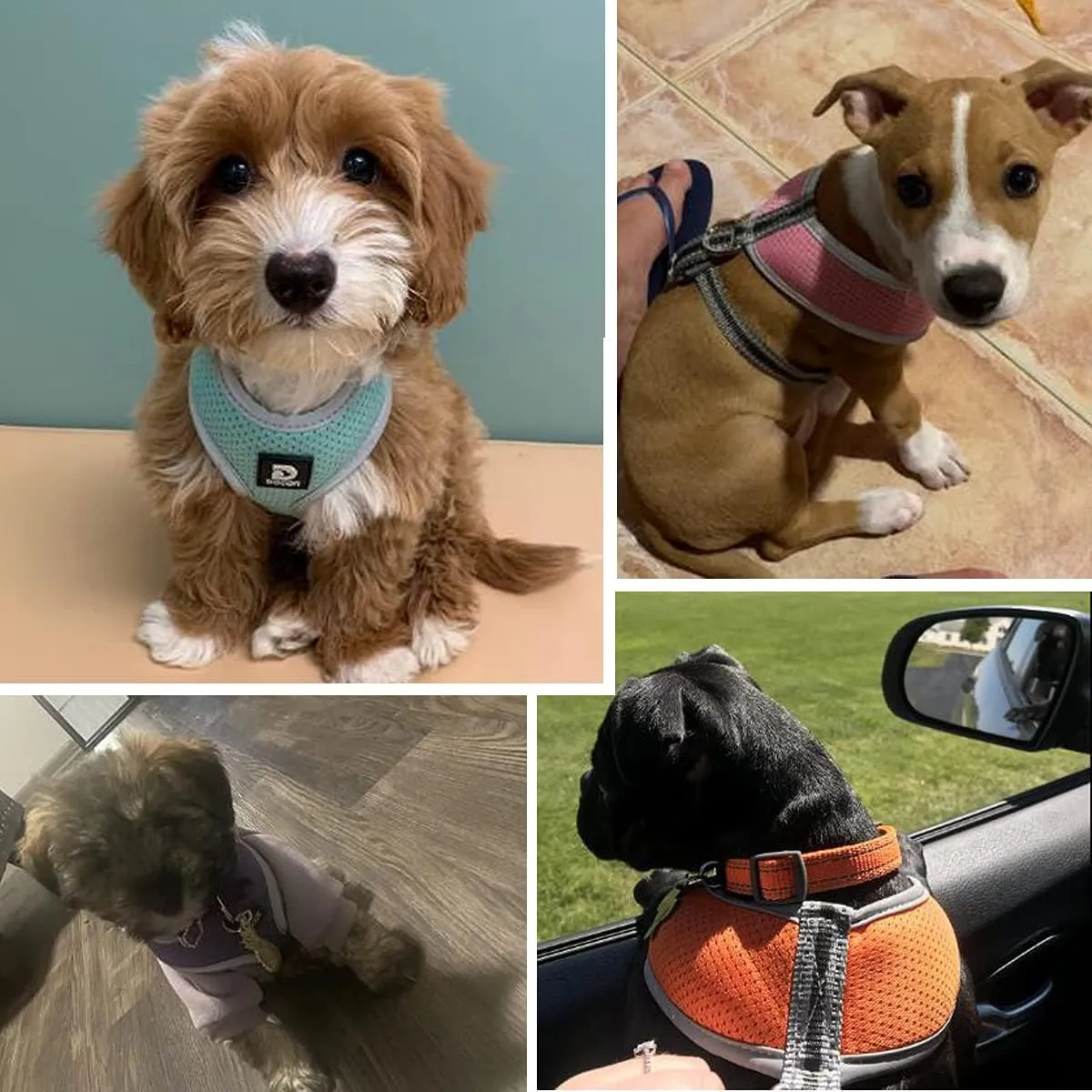 Puppy Harness and Leash Set - Dog Vest Harness for Small Dogs Medium Dogs- Adjustable Reflective Step in Harness for Dogs - Soft Mesh Comfort Fit No Pull No Choke (M, Black)