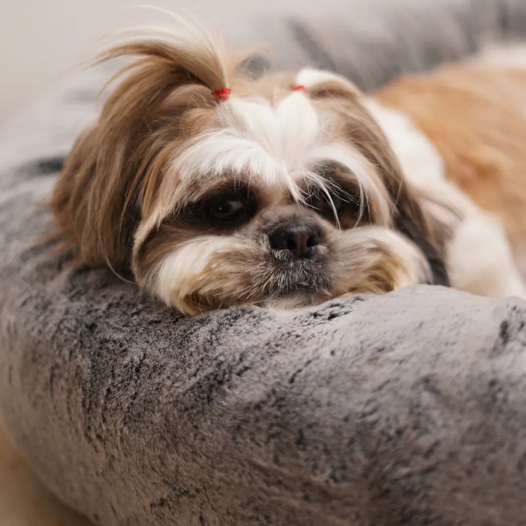 Supersoft Donut Bed