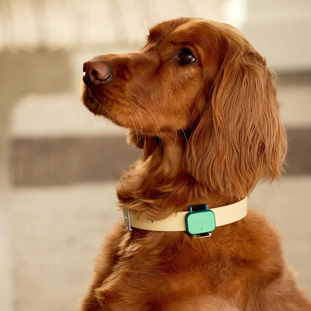 Whistle™ Health smart pet device   12 month subscription included