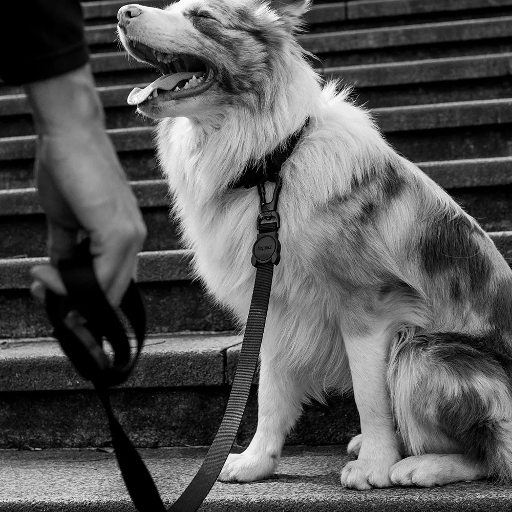 Zee.Dog Gotham Leash